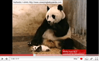 Sneezing Baby Panda (*73,530,389 views)