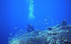 philippine reef dive seafari