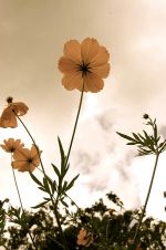 danao adventure park