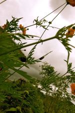 danao adventure park