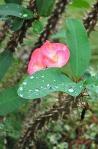 danao adventure park