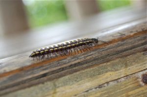 danao adventure park