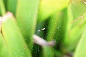 danao adventure park