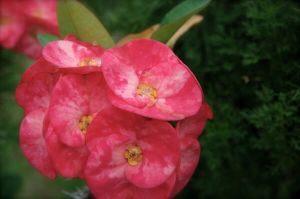 danao adventure park